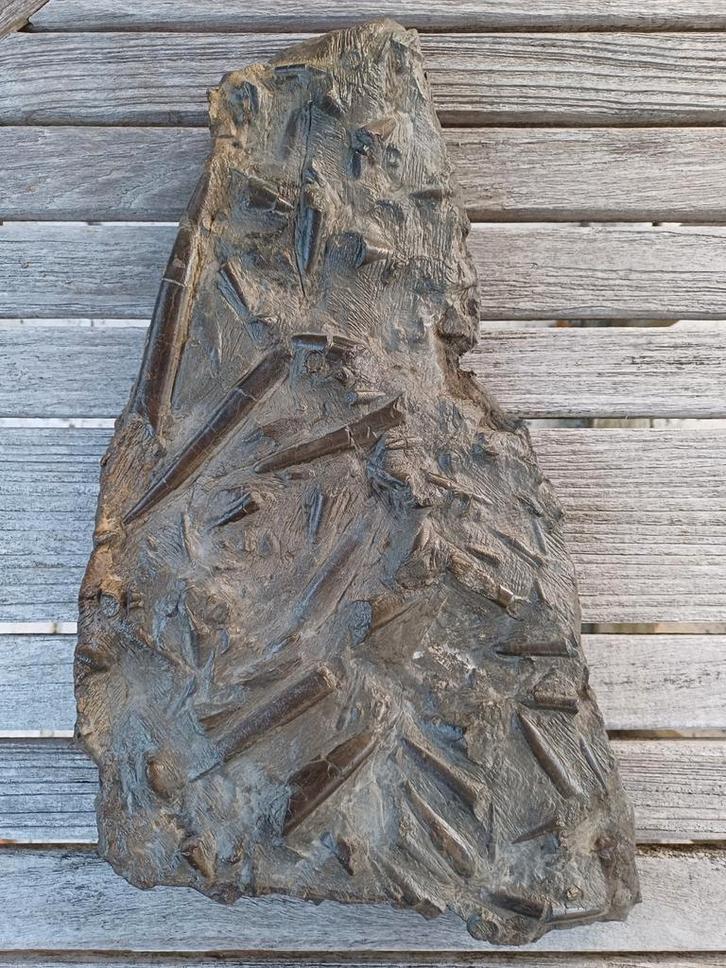 Grand lit mortuaire de bélemnites - rare, Collections, Minéraux & Fossiles, Fossile, Enlèvement ou Envoi