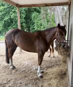 Irish Sport Horse merrie – 1,63 m - 12 jaar, Dieren en Toebehoren, Paarden, Merrie, B, 160 tot 165 cm, 11 jaar of ouder