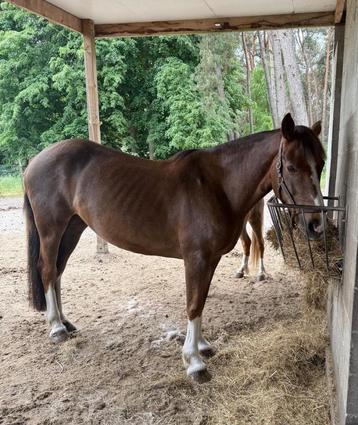 Irish Sport Horse merrie – 1,63 m - 12 jaar beschikbaar voor biedingen