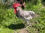 Andalusier haan, Dieren en Toebehoren, Pluimvee