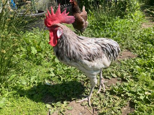 Andalusier haan, Dieren en Toebehoren, Pluimvee