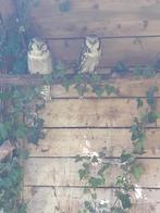 Surina Pulula, Animaux & Accessoires, Oiseaux | Oiseaux Autre, Mâle, Oiseau de proie, Bagué