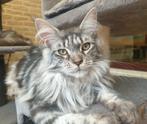 Super aanhankelijke Maine coons met stamboom, Dieren en Toebehoren, Katten en Kittens | Raskatten | Langhaar, Poes, Gechipt, 0 tot 2 jaar
