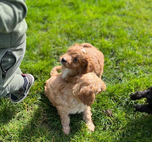 Beaux chiots Cavapoo (caniche cavalier x nain), Animaux & Accessoires, Chiens | Chihuahuas & Chiens de compagnie, Plusieurs animaux