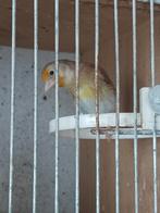 Kruising distelvink/kanarie pop, Dieren en Toebehoren