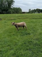 Charolai bok, Dieren en Toebehoren, Schapen, Geiten en Varkens