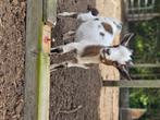 Dwerggeiten, Dieren en Toebehoren, Schapen, Geiten en Varkens, Meerdere dieren, Geit, 0 tot 2 jaar
