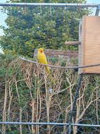 Halsbandparkieten te koop 2 koppel + 2 man + 1jonge van 2024, Dieren en Toebehoren, Vogels | Kanaries, Meerdere dieren, Kleurkanarie