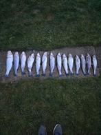 Truite saumonée fraîchement pêchée à vendre, Enlèvement