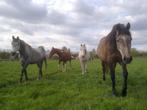 STALMEST GRATIS, Dieren en Toebehoren, Paarden