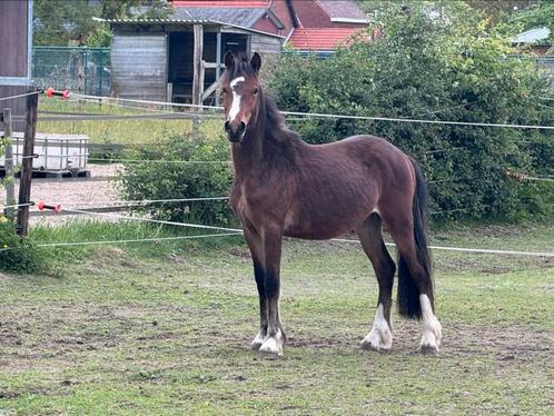 Welsh hengst, vol papier, 2j, super braaf, Dieren en Toebehoren, Paarden