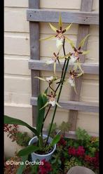 Bloeiende Orchidee Brassia Eternal Wind, Huis en Inrichting, Ophalen of Verzenden