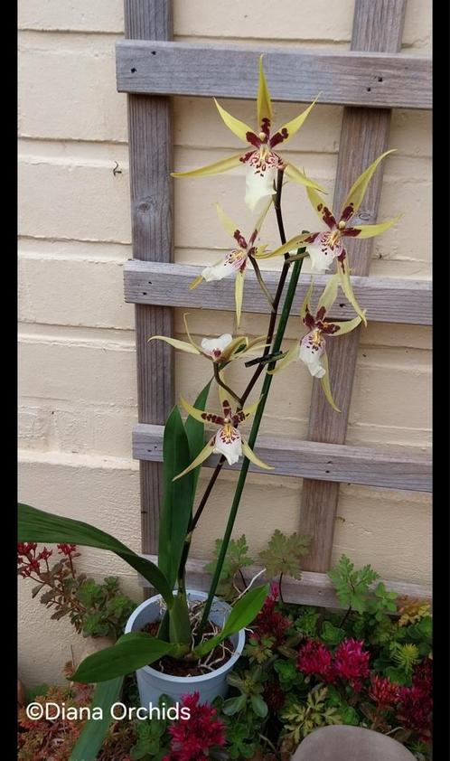 Orchidee Brassia Eternal Wind, Huis en Inrichting, Kamerplanten, Ophalen of Verzenden