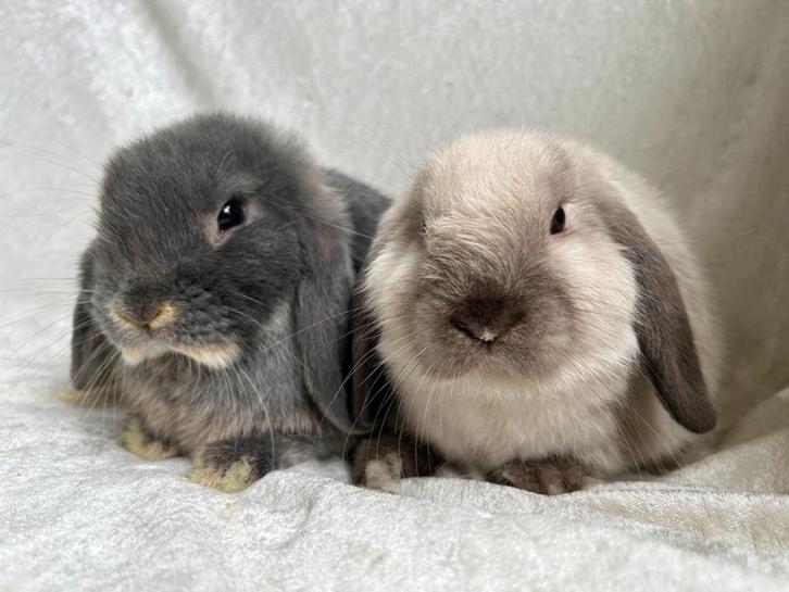 Super mooi en vooral lief handtam Minilop koppeltje, Dieren en Toebehoren, Konijnen, Klein, Meerdere dieren, 0 tot 2 jaar, Hangoor