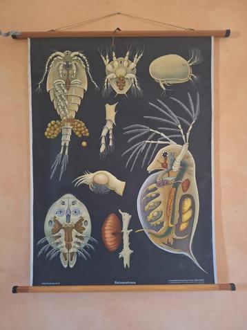 Vintage poster , schoolplaat Entomostraca schaaldieren beschikbaar voor biedingen