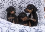 Pincher pups reutjes, Parvovirose, Un chien, Belgique, Chien (mâle)