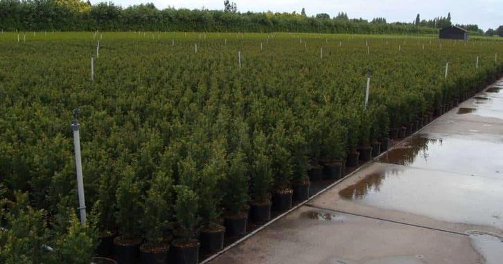 Haagplanten aan stuntprijzen!, Tuin en Terras, Planten | Tuinplanten, Ophalen