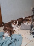 Australische herder Aussie pups tricolor-chocolate, CDV (hondenziekte), Meerdere, 8 tot 15 weken, Meerdere dieren