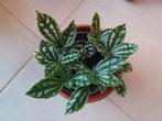 Aluminiumplantje in grijs/oranje Des pots potje, Maison & Meubles, Ombre partielle, Plante verte, Enlèvement, Moins de 100 cm