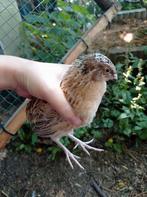 Japanse Kwartel Haan, Dieren en Toebehoren, Pluimvee