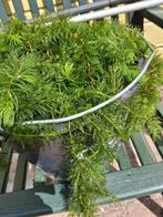 drijfplant vijver hoornblad, Tuin en Terras, Vijvers, Ophalen, Nieuw