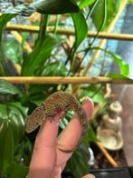 Kameleon gekko / Eurydactilodes agricolae met exo terra