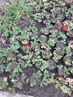 aardbeiplanten darselect, Tuin en Terras, Ophalen, Lente, Vaste plant, Fruitplanten