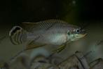 pelvicachromis drachenfelsi wouri F1, Vis, Zoetwatervis
