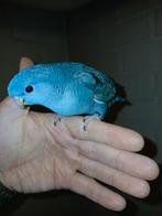 Perruches Catherines apprivoisées, Plusieurs animaux, Perruche, Domestique