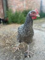 Jonge hennen en hanen mechelse koekoek, Dieren en Toebehoren