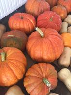 Pompoenen en butternuts verkrijgbaar!, Ophalen