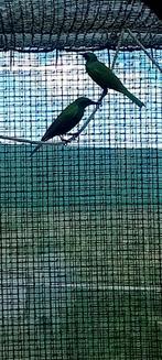 2 koppels emerald spreeuwen., Dieren en Toebehoren, Vogels | Overige Vogels