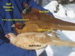 Buff isabel fazanten haan LAATSTE KANS!, Dieren en Toebehoren, Mannelijk