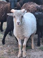 Heel mooi ouessant rammetje, Dieren en Toebehoren, Schapen, Geiten en Varkens