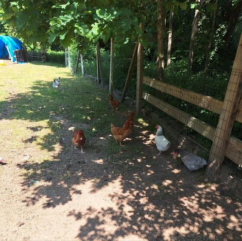 Gezocht pluimvee, Dieren en Toebehoren, Pluimvee, Meerdere dieren
