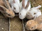 Prachtige konijntjes geboren op 2/6, Ophalen
