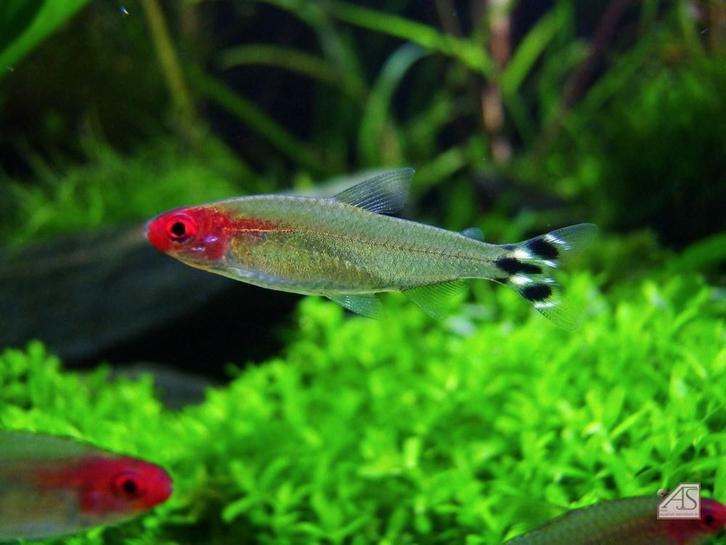 Saumon à tête rouge - Location Heerlen NL, Animaux & Accessoires, Poissons | Poissons d'aquarium, Poisson d'eau douce, Poisson