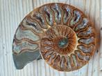 Paire d'ammonites taillées et polies, Fossile, Enlèvement ou Envoi