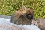 Agouti VC full face engels angora voedstertje, Dieren en Toebehoren, Konijnen, Vrouwelijk, Middelgroot, 0 tot 2 jaar