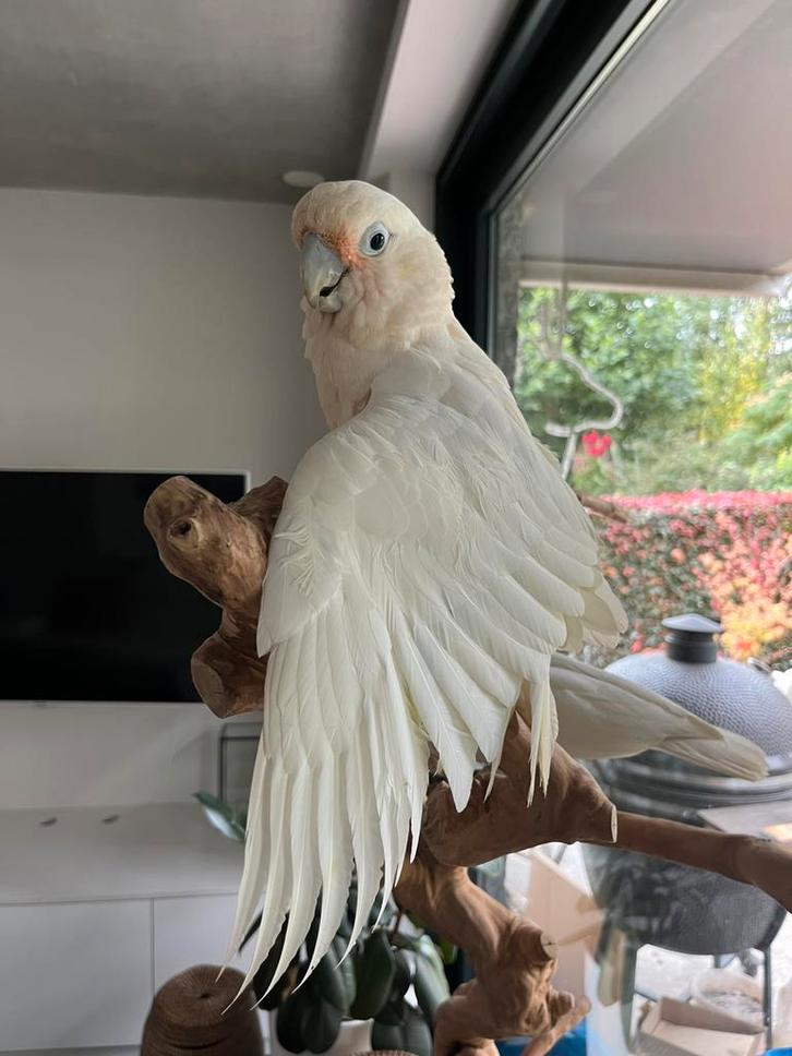 Mooi groot formaat tamme Goffini kaketoe, Dieren en Toebehoren, Vogels | Parkieten en Papegaaien, Tam