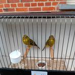 Dikbekken van 2025, 2024 en 2023, Dieren en Toebehoren, Vogels | Overige Vogels, Geringd