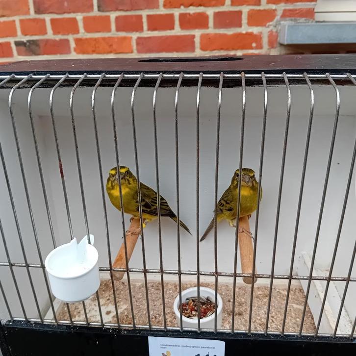 Dikbekken van 2025, 2024 en 2023, Dieren en Toebehoren, Vogels | Overige Vogels, Geringd