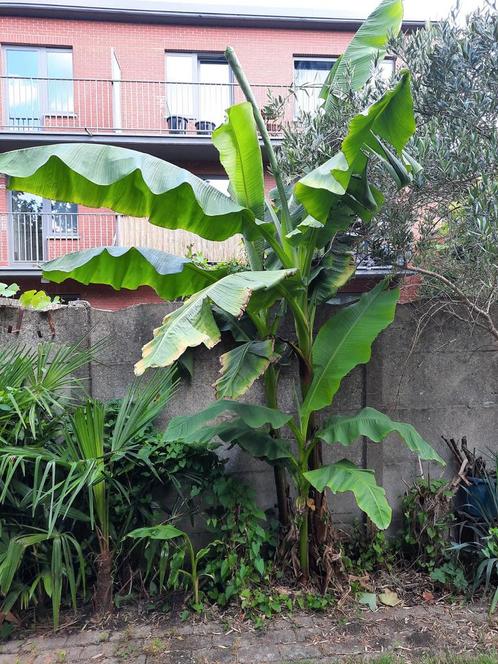 Musa basjoo bananeboom, Jardin & Terrasse, Plantes | Arbres, Enlèvement ou Envoi