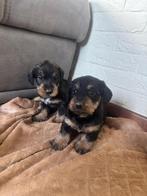 Ruwharige teckels, Dieren en Toebehoren, Parvo, België, Standaard, 8 tot 15 weken