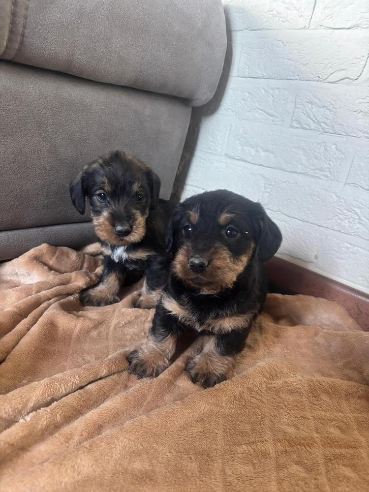 Ruwharige teckels, Dieren en Toebehoren, Honden | Teckels en Dashonden, Meerdere dieren, Ruwhaar, Standaard, Fokker | Professioneel