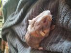 Jonge cavia´s zie beschrijving, Dieren en Toebehoren, Knaagdieren, September, Cavia