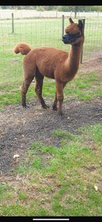 Alpaca, Dieren en Toebehoren, Overige Dieren, November, Mannelijk