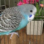 Grasparkiet nestje jongen van 2025, Dieren en Toebehoren, Vogels | Parkieten en Papegaaien, Meerdere dieren, Parkiet