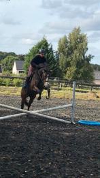 Hongre 3,5 ans, Dieren en Toebehoren, Paarden, Springpaard, Gechipt, Ruin, Zadelmak