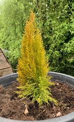Cupressus macrocarpa 'Goldcrest' - Cipres, kamerconifeer, Tuin en Terras, Ophalen